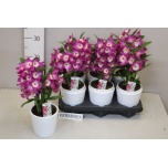 Dendrobium nobile 12cm