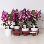Dendrobium nobile 12cm