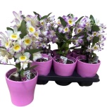 Dendrobium nobile 12cm
