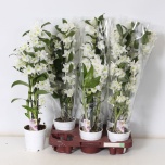 Dendrobium nobile 12cm