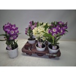 Dendrobium nobile 12cm