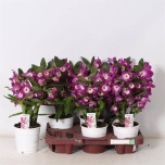 Dendrobium nobile 12cm