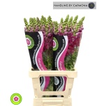 Antirrhinum Lõvilõug Poto Crimson 70cm