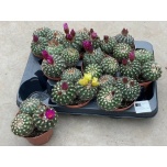 Cactus Kaktus 10,5cm