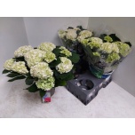 Hydrangea Hortensia macr Wudu 15cm