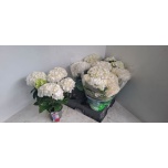 Hydrangea Hortensia macr Wudu 15cm