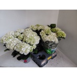 Hydrangea Hortensia macr Wudu 15cm