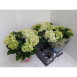 Hydrangea Hortensia macr Wudu 15cm