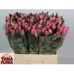 Roos 60cm Eliza (Tana Flora)