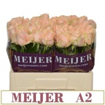 Roos 55cm Pearl Avalanche