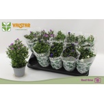 Aster novi starletta mix 12cm