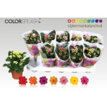 Kalanchoe Kalanhoe double mix 7 colours 10,5cm