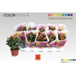 Kalanchoe Kalanhoe Story 10,5cm