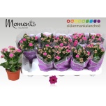 Kalanchoe Kalanhoe Shadow Purple 10,5cm