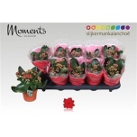 Kalanchoe Kalanhoe double secret 10,5cm