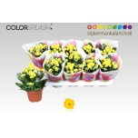 Kalanchoe blos double sfinx 12cm