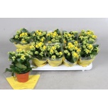 Kalanchoe blossfeldiana double sfinx 10,5cm
