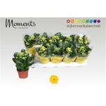 Kalanchoe Kalanhoe double sfinx 10,5cm