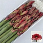 Hippeastrum Ratsuritäht Maestro