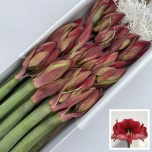 Hippeastrum Ratsuritäht Maestro