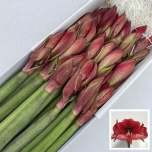 Hippeastrum Ratsuritäht Maestro