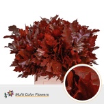 Quercus Tammeoks paint red 60cm