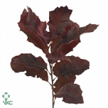 Quercus Tammeoks paint Red 80cm*20