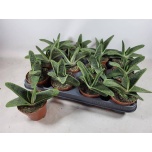 Gasteria little warty 8,5cm