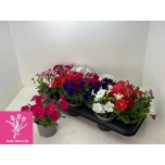 Petunia Petuunia pico mix 10,5cm