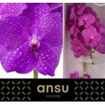 Vanda Hot Magenta*16