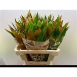 Grevillea Baileyana 60cm tk