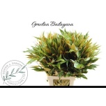 Grevillea Baileyana 70cm tk