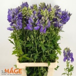 Aconitum Käoking car arendsii 80cm