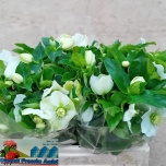 Helleborus Lumeroos Queens White 35cm