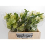 Helleborus Lumeroos Queens White 35cm