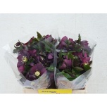 Helleborus Lumeroos Queens Red 35cm