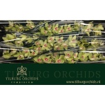 Cymbidium Tsümbiidium Emmagreen 60cm
