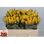 Roos 50cm Moonwalk (Tana)