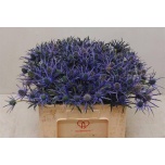 Eryngium Ogaputk Blue Surprise 50cm