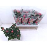 Rosa Potiroos favourite roses pink 13cm