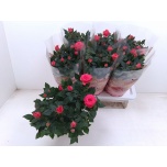 Potiroos Favourite roses pink 17cm