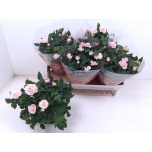Rosa Potiroos favourite roses pink 20cm