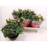 Rosa Potiroos favourite roses yellow 20cm