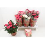 Potiroos Favourite Roses mix 3 varieties 17cm