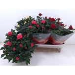 Rosa Potiroos favourite roses mix 3 varietys 20cm