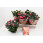Potiroos Favourite roses mixed 20cm