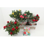 Potiroos Favourite roses mixed 20cm
