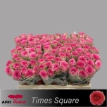 Roos 50cm Time Square (Afri Flora)