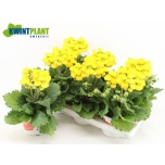 Calceolaria Kinglill caly yellow 15cm