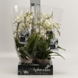 Phalaenopsis Kuuking Multiflora Floriclone Soft Clou 12cm h50 3õv